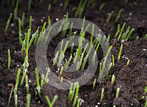 Fresh oat sprouts with water drops, close up. Young sprouts of w