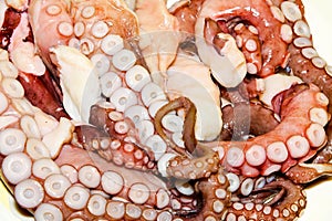 Fresh octopus