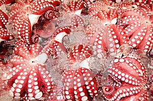 Fresh Octopus