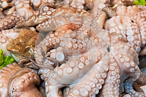 Fresh octopus