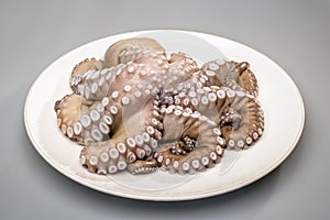 Fresh octopus