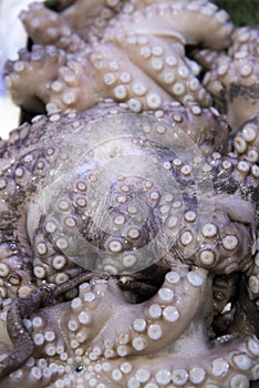Fresh octopus on display at fish market