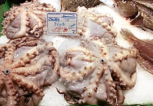 Fresh octopus on display at fish market