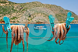 Fresh octopus drying on rope on sun with turquoise Aegean sea on background, Crete island, Greece