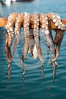 Fresh octopus drying on a stick in Greece