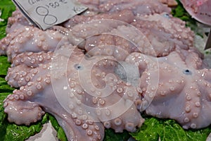 Fresh octopus fish on green salad on the market