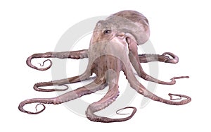 Fresh octopus isolated on white background. Live octopus isolated
