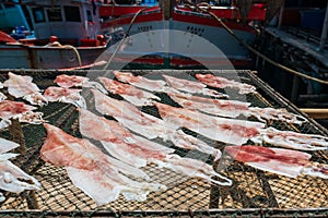 Fresh octopus or squid dry on sunlight near boat