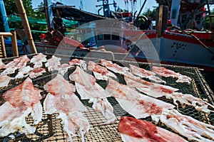 Fresh octopus or squid on fish net dry by sunlight near fishing boats