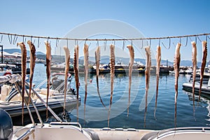 Fresh octopus tentacles drying on a wire in the sun in Molyvos harbor, Lesbos Island, Greece.