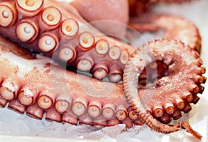 Fresh octopus at Valencian market photo