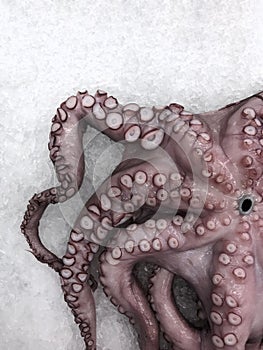 Fresh Octopus on white background.