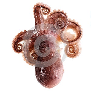 Fresh octopus on white background.