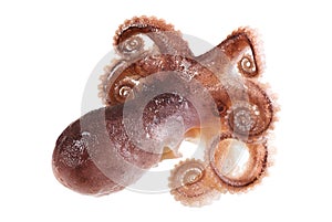 Fresh octopus on white background.