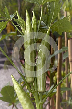 Fresh Okra Abelmoschus esculentus