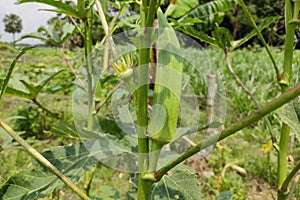 Okra on a tree photo