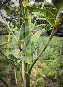 Okra on a tree photo