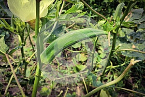 Okra on a tree