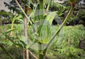 Okra on a tree photo