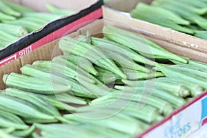 Fresh Okra Vegetables in Boxes at Farmer`s Market in West Tennessee