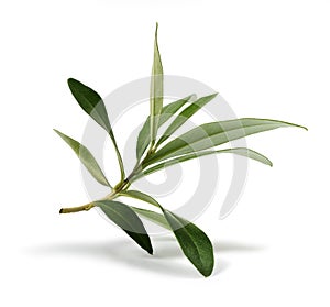 Fresh olive branch leaves