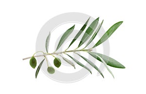 Fresh olive branch leaves and olive fruit isolated on white background