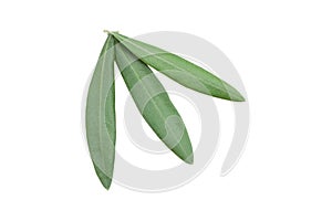 Fresh olive branch leaves isolated on white background