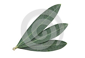 Fresh olive branch leaves isolated on white background