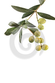 Fresh olive fruit and olive oil