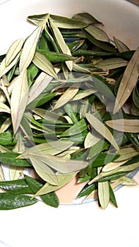 Fresh olive leaves imagee