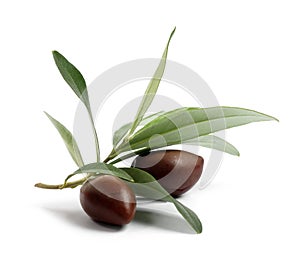 Frisch ein Baum Zweig oliven 