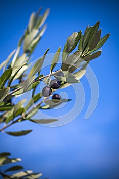 Fresh olives growing on vine against blue sky