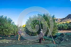 Fresh olives harvesting from agriculturists in a field of olive trees in Crete, Greece for extra virgin olive oil production.