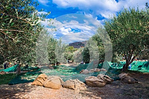 Fresh olives harvesting from agriculturists in a field of olive trees for extra virgin olive oil production.