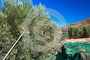 Fresh olives harvesting from agriculturists in a field of olive trees for extra virgin olive oil production.