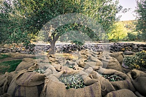 Fresh olives harvesting from agriculturists in a field of olive trees for extra virgin olive oil production.