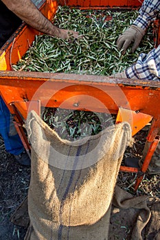 Fresh olives harvesting from agriculturists in a field of olive trees for extra virgin olive oil production.