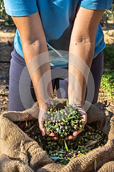 Fresh olives harvesting from agriculturists in a field of olive trees for extra virgin olive oil production.