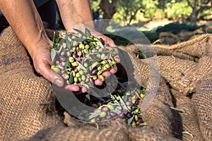 Fresh olives harvesting from agriculturists in a field of olive trees for extra virgin olive oil production.