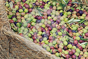 Fresh olives right from the tree
