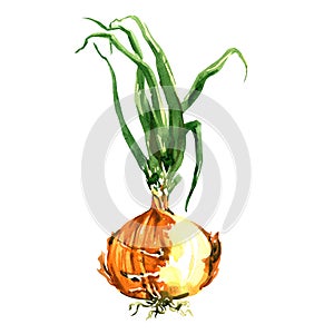 Fresh onion bulb with root and top, green sprout, ripe organic vegetable, close-up, vegetarian food, package design