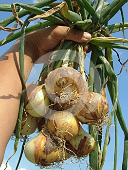 Fresh onions bunch