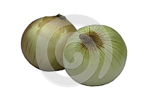 Fresh onions isolated on white background with clipping path