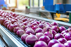 Fresh onions sorted on conveyor belt in food facility