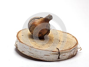 Fresh onions on a wooden stand on white background/fresh onions