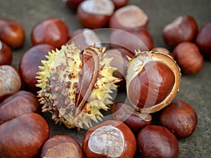 Fresh open Conkers in Autumn