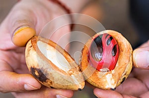 Fresh open nutmeg fruit in hands.