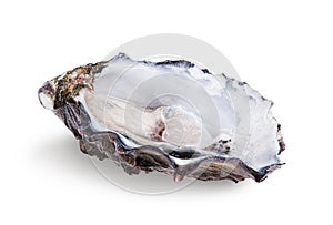 Fresh opened oyster