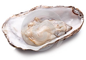 Fresh opened oyster.