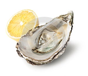 Fresh opened oyster